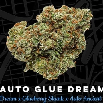 Glue Dream Auto Cannabisblüte – gewachsen aus Automatic Hanfsamen von Top Shelf Elite