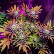 Gorillagasm Cannabisblüte – gewachsen aus Feminisierte Hanfsamen von Top Shelf Elite