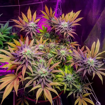 Gorillagasm Cannabisblüte – gewachsen aus Feminisierte Hanfsamen von Top Shelf Elite