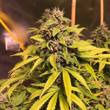 Nightcrawler OG Cannabisblüte – gewachsen aus Feminisierte Hanfsamen von Top Shelf Elite