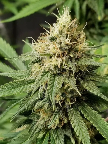 Pineapple Crack Cannabisblüte – gewachsen aus Feminisierte Hanfsamen von Top Shelf Elite