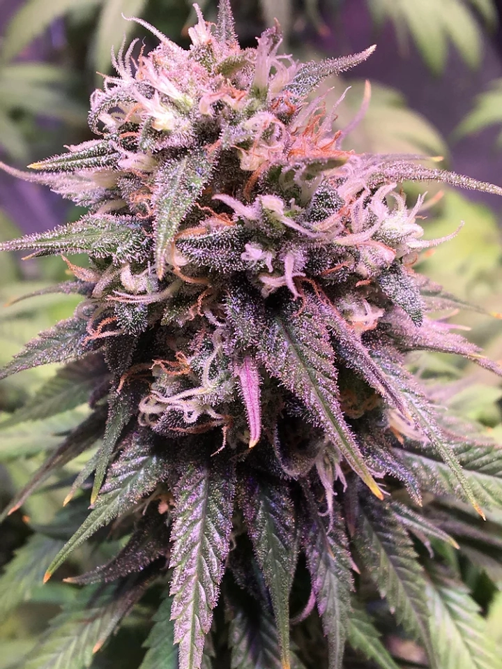 San Francisco Sour Dough – Top Shelf Elite – Feminisiert