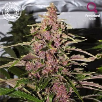 Afrokush Cannabisblüte – gewachsen aus Feminisierte Hanfsamen von Tropical Seeds