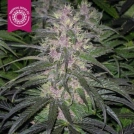 Bisho Purple Cannabisblüte – gewachsen aus Feminisierte Hanfsamen von Tropical Seeds