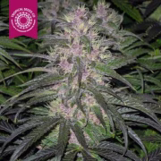 Bisho Purple Cannabisblüte – gewachsen aus Feminisierte Hanfsamen von Tropical Seeds