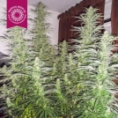 Ciskei Regular Cannabisblüte – gewachsen aus Regulaere Hanfsamen von Tropical Seeds