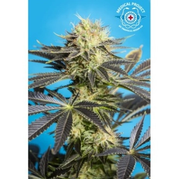 Dandy Dance CBD Cannabisblüte – gewachsen aus Feminisierte Hanfsamen von Tropical Seeds