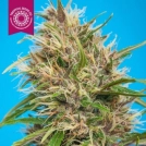 Durbakistan Cannabisblüte – gewachsen aus Feminisierte Hanfsamen von Tropical Seeds