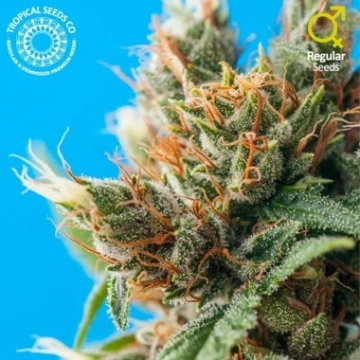 Durban Punch Cannabisblüte – gewachsen aus Regulaere Hanfsamen von Tropical Seeds