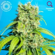 Heaven's Gate CBD Cannabisblüte – gewachsen aus Feminisierte Hanfsamen von Tropical Seeds