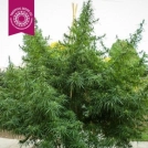 Old Congo Cannabisblüte – gewachsen aus Regulaere Hanfsamen von Tropical Seeds