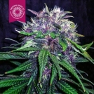 Red Afro Cannabisblüte – gewachsen aus Feminisierte Hanfsamen von Tropical Seeds