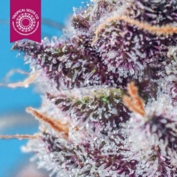 Smooth Smoke Cannabisblüte – gewachsen aus Feminisierte Hanfsamen von Tropical Seeds