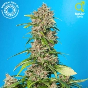 Smooth Smoke Cannabisblüte – gewachsen aus Regulaere Hanfsamen von Tropical Seeds
