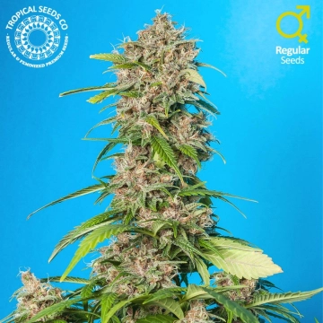 Smooth Smoke Cannabisblüte – gewachsen aus Regulaere Hanfsamen von Tropical Seeds