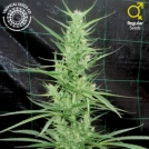 Zambian Cannabisblüte – gewachsen aus Regulaere Hanfsamen von Tropical Seeds