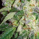 AK49 Cannabisblüte – gewachsen aus Feminisierte Hanfsamen von Vision Seeds