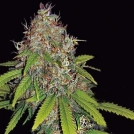 AK49 Auto Cannabisblüte – gewachsen aus Automatic Hanfsamen von Vision Seeds