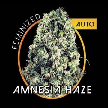 Amnesia Haze Auto Cannabisblüte – gewachsen aus Automatic Hanfsamen von Vision Seeds