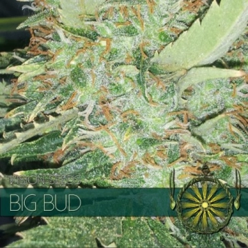 Big Bud Cannabisblüte – gewachsen aus Feminisierte Hanfsamen von Vision Seeds