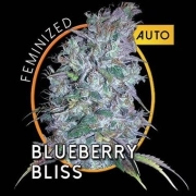 Blueberry Bliss Auto Cannabisblüte – gewachsen aus Automatic Hanfsamen von Vision Seeds