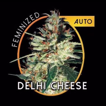 Delhi Cheese Auto Cannabisblüte – gewachsen aus Automatic Hanfsamen von Vision Seeds