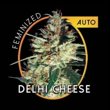 Delhi Cheese Auto Cannabisblüte – gewachsen aus Automatic Hanfsamen von Vision Seeds