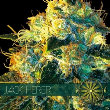 Jack Herer Cannabisblüte – gewachsen aus Feminisierte Hanfsamen von Vision Seeds