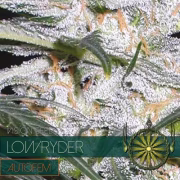 Lowryder Cannabisblüte – gewachsen aus Automatic Hanfsamen von Vision Seeds
