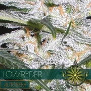 Lowryder Cannabisblüte – gewachsen aus Automatic Hanfsamen von Vision Seeds