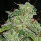 Northern Lights Auto Cannabisblüte – gewachsen aus Automatic Hanfsamen von Vision Seeds