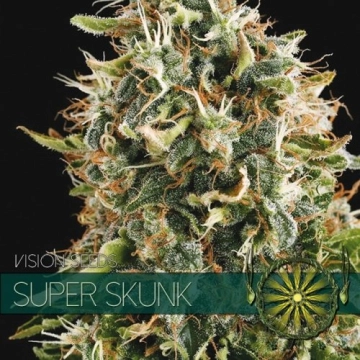Super Skunk Cannabisblüte – gewachsen aus Feminisierte Hanfsamen von Vision Seeds