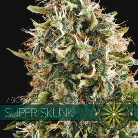 Super Skunk – Vision Seeds – Feminisiert – Produktansicht 2