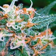Super Skunk Auto Cannabisblüte – gewachsen aus Automatic Hanfsamen von Vision Seeds