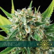 Amnesia Cannabisblüte – gewachsen aus Feminisierte Hanfsamen von Vision Seeds