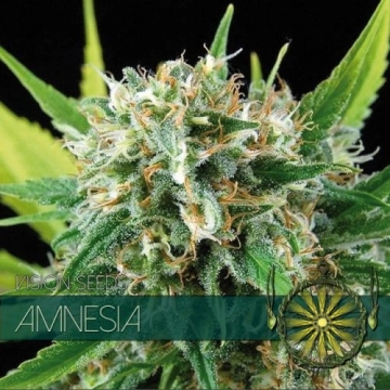 Amnesia Cannabisblüte – gewachsen aus Feminisierte Hanfsamen von Vision Seeds