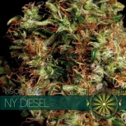 NY Diesel Cannabisblüte – gewachsen aus Feminisierte Hanfsamen von Vision Seeds