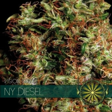 NY Diesel Cannabisblüte – gewachsen aus Feminisierte Hanfsamen von Vision Seeds