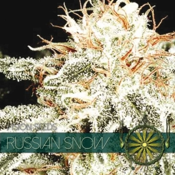 Russian Snow Cannabisblüte – gewachsen aus Feminisierte Hanfsamen von Vision Seeds