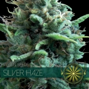 Silver Haze Cannabisblüte – gewachsen aus Feminisierte Hanfsamen von Vision Seeds