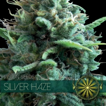 Silver Haze Cannabisblüte – gewachsen aus Feminisierte Hanfsamen von Vision Seeds