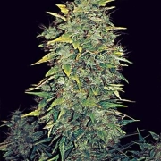 White Widow Auto Cannabisblüte – gewachsen aus Automatic Hanfsamen von Vision Seeds