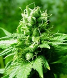 Brazil Amazonia Cannabisblüte – gewachsen aus Regulaere Hanfsamen von World of Seeds