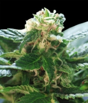 Colombian Gold Cannabisblüte – gewachsen aus Regulaere Hanfsamen von World of Seeds