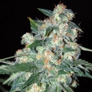Ketama Cannabisblüte – gewachsen aus Regulaere Hanfsamen von World of Seeds