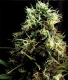Kilimanjaro Cannabisblüte – gewachsen aus Regulaere Hanfsamen von World of Seeds