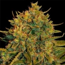 Northern Lights X Big Bud Auto Cannabisblüte – gewachsen aus Automatic Hanfsamen von World of Seeds
