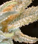 Pakistan Valley Cannabisblüte – gewachsen aus Regulaere Hanfsamen von World of Seeds