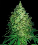 South Africa Kwazulu Cannabisblüte – gewachsen aus Regulaere Hanfsamen von World of Seeds