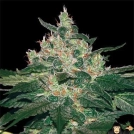Afghan Kush Cannabisblüte – gewachsen aus Feminisierte Hanfsamen von World of Seeds